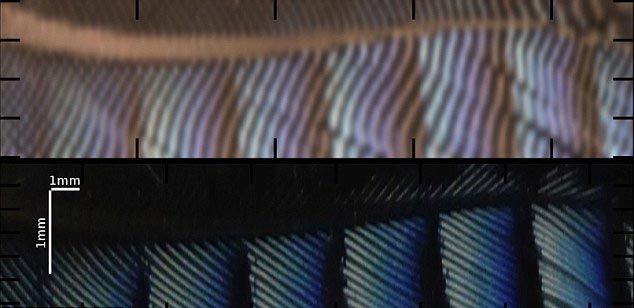 Tại[-]sao[-]chim[-]không[-]bạc[-]lông[-]khi[-]già?